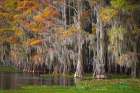 Bald cypress trees and autumn colors in southern swamp, Caddo Lake, Texas. Art Print
